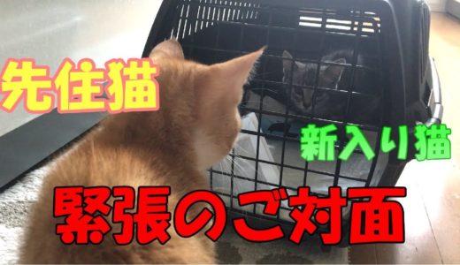 【保護猫】子猫ちゃん紹介＆先住猫とのご対面 / Introducing a new cat