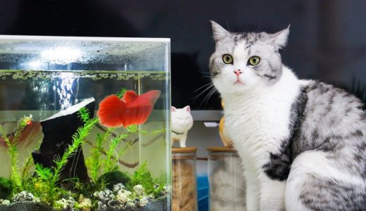 【花花与三猫】新养小红鱼到家，鼓起腮帮挑衅色弱猫，猫：信不信我把鱼缸锤烂！