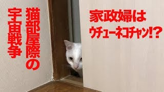 オッドアイの白たぬき(猫)、家政婦スタイルで覗かれる Peeping the rescued odd-eyed white cat