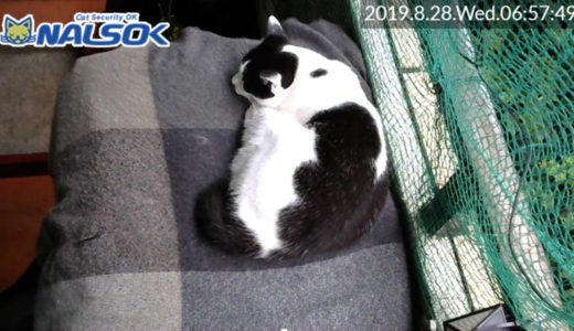 [CAT LIVE・定点] 自宅警備ねこNALSOK ベランダ猫ライブカメラ [20190828-03]