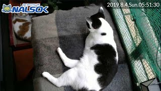 [CAT LIVE・定点] 自宅警備ねこNALSOK ベランダ猫ライブカメラ [20190804-03]