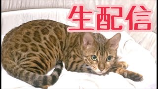 【生配信8/18】ベンガル猫達と黒猫の近況報告生配信