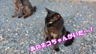 【面白い動物】かわいいあの黒ネコちゃんがいた！感動！神社ネコちゃんものがたり　久しぶりに神社に２のつづき