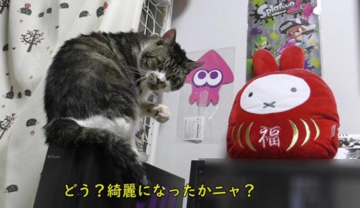 デスクトップPCの上でエンジョイライフな猫リキちゃん☆やりたい放題ｗ☆毛づくろいにお昼寝に♪【リキちゃんねる　猫動画】Cat video　キジトラ猫との暮らし