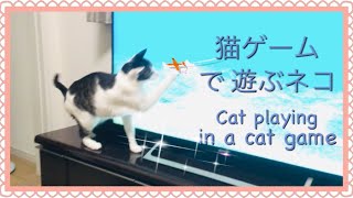 大興奮‼猫が喜ぶ映像で遊ぶねこ。Cat playing in a cat game. Funny cat videos