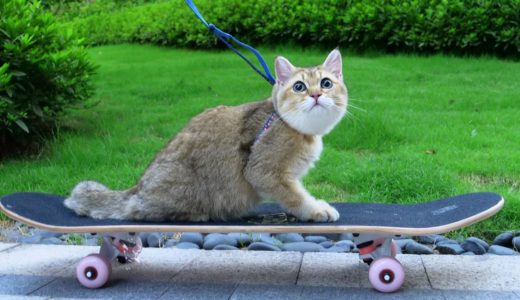 猫咪第一次玩滑板，老猫怂到全身瘫软喊救命，小猫却玩到不想回家