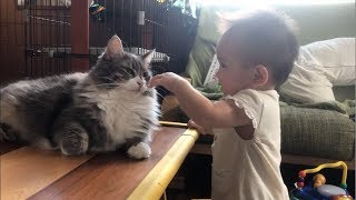 赤ちゃんにぽんぽんと触られる猫 ノルウェージャンフォレストキャットA cat touched by a baby.Norwegian Forest Cat.
