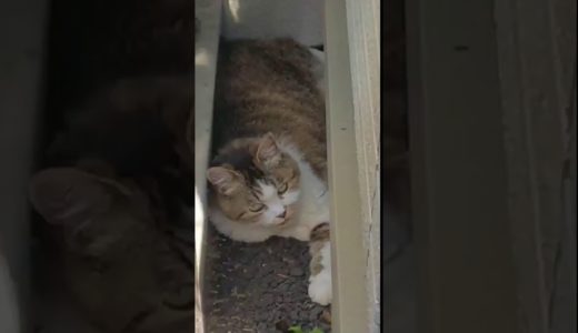 【ネコ】【ねこ】とある昼下がりのお昼寝中のネコ