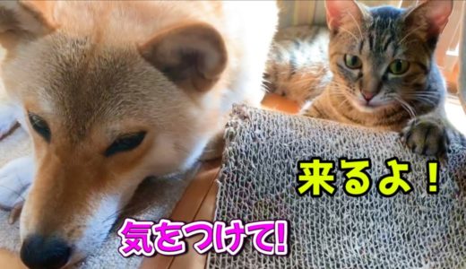 アザラシのように滑って柴犬に近づいてくる猫　A cat comes close while sliding