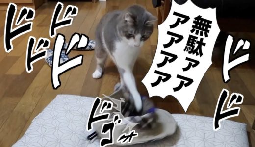 【ねこパンチ炸裂】意外な”敵”と戦う猫！？