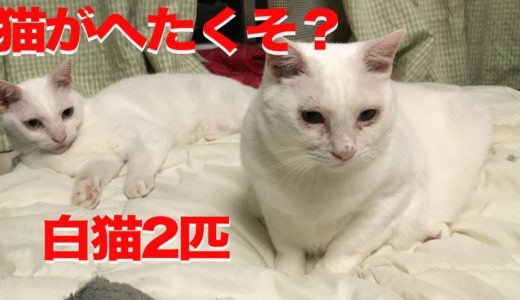 オッドアイの白たぬき(猫)、猫のへたくそさ加減を張り合う　The rescued odd-eyed white cat  VS My spacecat
