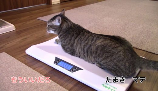 ペット用体重計で体重測定する猫の様子