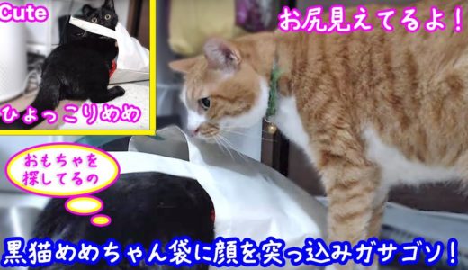 ＜2匹の猫通信＞ハッチとマックの「ほっこりライブ」黒猫めめちゃん袋に突っ込み…ひょっこりめめ！2019 08 16　- Cat Live Stream in Japan – Cat Life TV