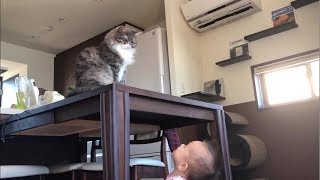 ギリギリ届かない所から赤ちゃんを見つめる猫 ノルウェージャンフォレストキャットA cat staring at a baby from a high place.Norwegian.