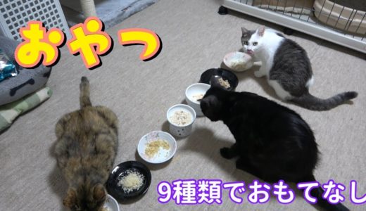 【8月8日世界猫の日】オヤツパーティーで猫様に感謝を伝える日