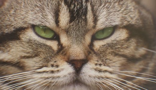 ネコで癒しの写真展　動物写真家　岩合光昭さんの世界