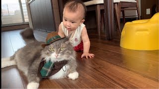 赤ちゃんの前でファッションショーをする猫 ノルウェージャンフォレストキャット A cat that becomes a model in front of a baby
