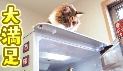 どうしても冷蔵庫に登りたい猫