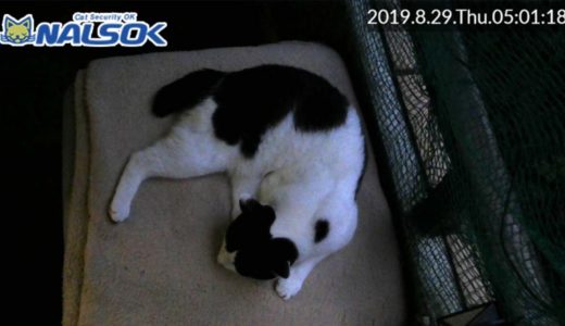 [CAT LIVE・定点] 自宅警備ねこNALSOK ベランダ猫ライブカメラ [20190829-03]