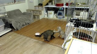 2019/8/28 夜の保護猫ハウス　Saved Cats’ House “Shinshu-Nekobiyori” at night