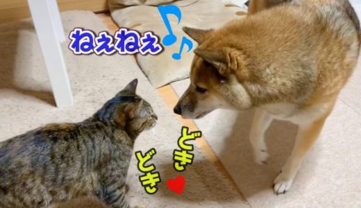 猫の表現に全くついていけない柴犬 Shiba Inu and cat stare at each other