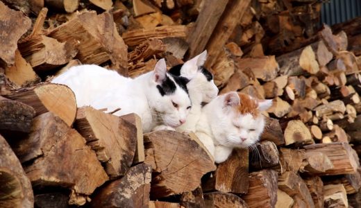 薪の上の3匹猫 190828