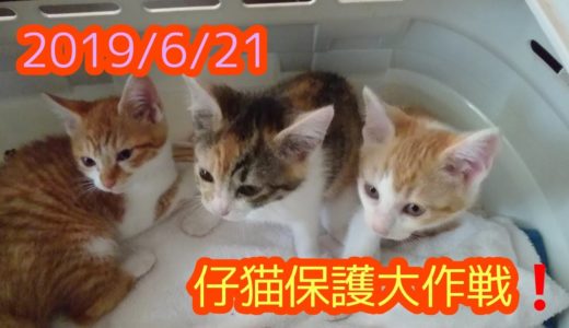 #保護猫 #仔猫 #kitty #つれづれねこ2019/6/21金曜日 「子猫保護大作戦」