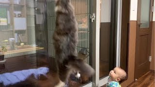 赤ちゃんにジャンプの見本を見せる猫 ノルウェージャンフォレストキャット A cat showing a sample of jumping to a baby