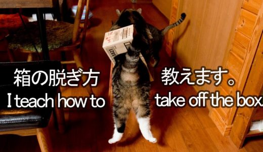 脱ぎ方を教えるねこ。-Maru teaches how to take off the box.-