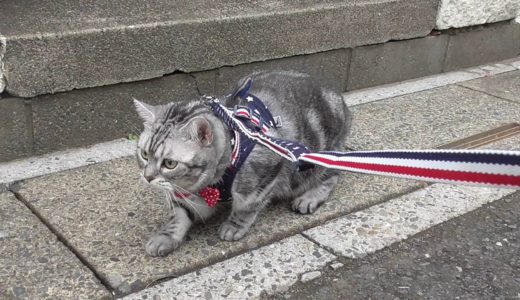 猫　ゆうなちゃんハーネスを着けて外をお散歩　【ねこ cat】