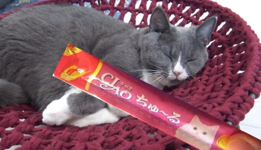 【悲惨】寝ている猫にちゅ～るをあたえた結果…！