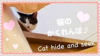 出たり隠れたりするキスケ猫。かくれんぼする面白ネコ動画/Funny cat videos
