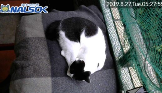 [CAT LIVE・定点] 自宅警備ねこNALSOK ベランダ猫ライブカメラ [20190827-03]