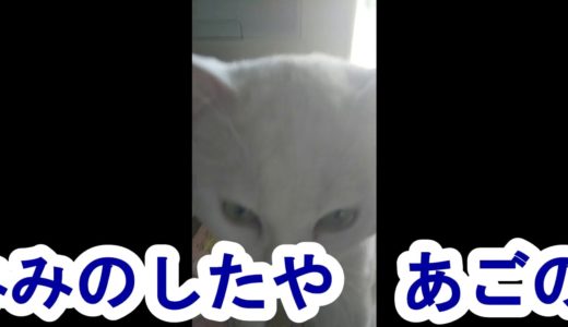 ねこがよろこぶこと　Favorite things for cats.