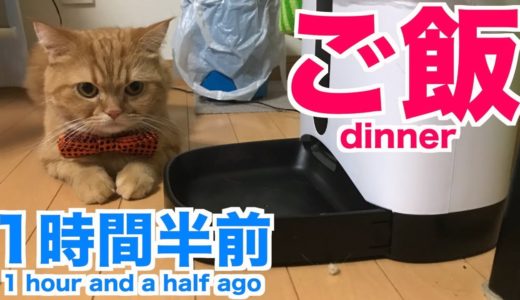 食いしん坊すぎる可愛い猫☆マンチカンのレオピ【猫癒し動画】