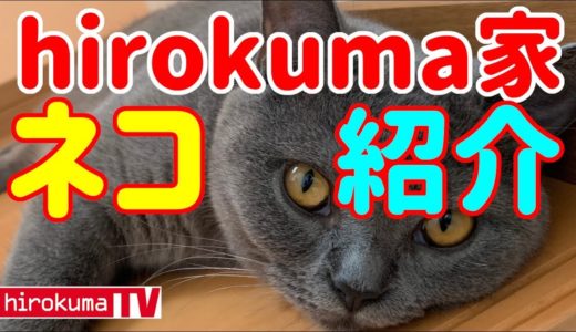 【猫動画】hirokuma家のネコ紹介#3（ブリティッシュショートヘア）