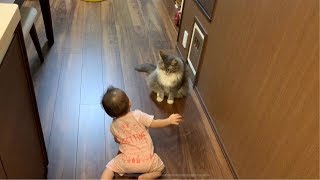 高速ハイハイする赤ちゃんと追いかけっこする猫 ノルウェージャンフォレストキャット A cat that catches up with a crawling baby