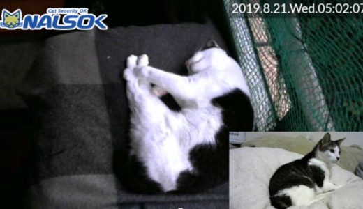 [CAT LIVE・定点] 自宅警備ねこNALSOK ベランダ猫ライブカメラ [20190821-03]