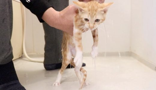保護した捨て猫がちょっと臭うのでお風呂に入れたら大絶叫！！
