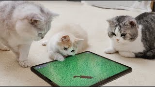 【花花与三猫】专为猫做的几款游戏，猫咪玩得太疯，差点把屏幕给抠烂！