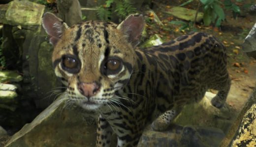 ジャガーネコ,動物園,グアヤキル,エクアドル,Oncilla,Zoo el Pantanal,Guayaquil,Ecuador,Tigrillo