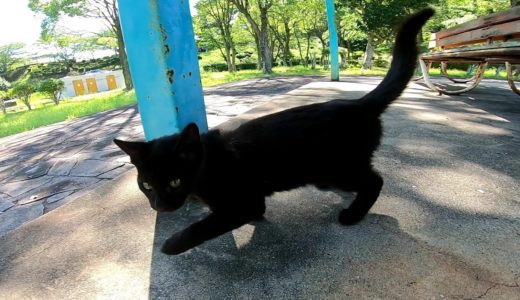公園でベンチに座ったら子猫の黒猫が走ってきた