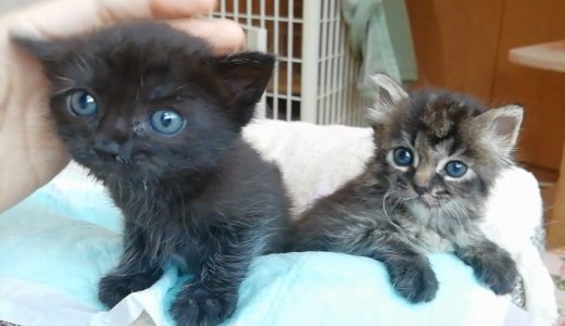 【保護猫】子猫の性別と名前が決まりました！ ＆  アルくん、苦手なセミと初対面！rescued kittens