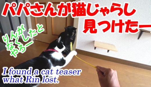 【猫】久しぶりのネコじゃらし　無くなったと思っていた猫じゃらしが見つかったので、久しぶりに遊んでみました。　I found cat teaser what Rin lost.