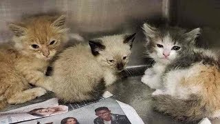 【猫　保護】護された時上部気道感染症を患い体中ノミで覆われた3匹の子猫。困難を乗り越えた子猫たちは穏やかで幸せな日々を送って行く！