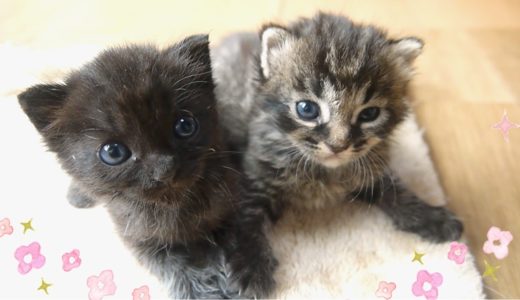 【保護猫】保健所から生後３週の子猫を引き取ってきました rescued kittens from a animal shelter