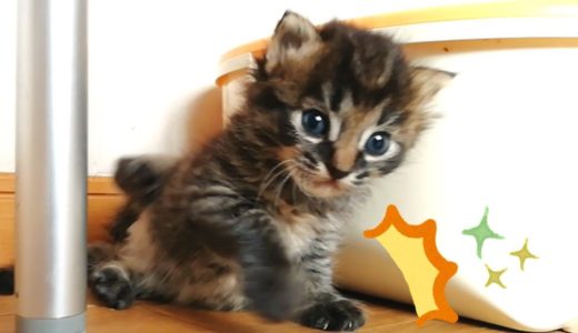 【保護猫】よちよち運動タイム！初めての猫パンチとトイレトレーニング kitten’s first cat punch