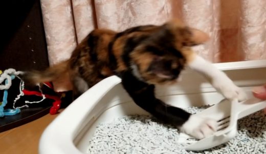 【ボロボロ保護猫】みかん猫。トイレの掃除を邪魔する子猫[Tattered protection cat] Mandarin cat. Kitten disturbing toilet cleaning