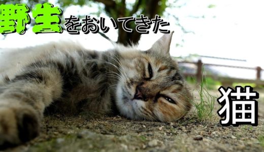 【地域猫　野良猫】猛暑日を生きるねこ【猫の街】