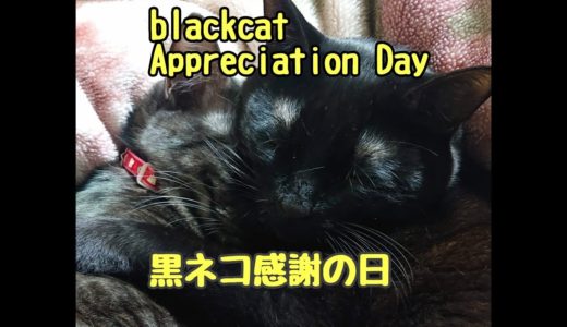 今日は【黒ネコ感謝の日】blackcat Appreciation Day